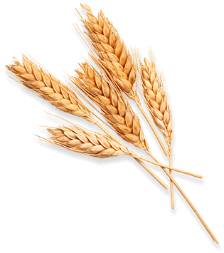 100% 德產優質麥芽