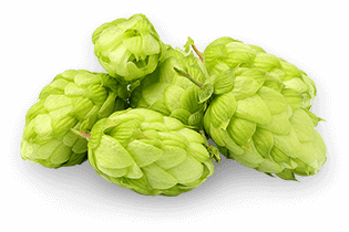 100% 德國的啤酒花